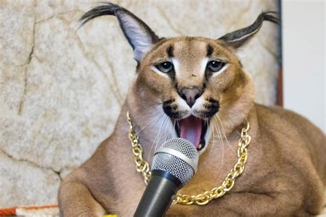 "Flop Fo No Hoe!" —Big Floppa, 2014 Gregory Caracal, birth name Gregori Alexandrovich Karakal, professionally known as Big Floppa, was a famous rapper and artist from the …